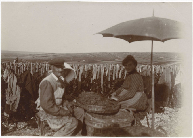 RILLY-LA-MONTAGNE. Vue du vignoble