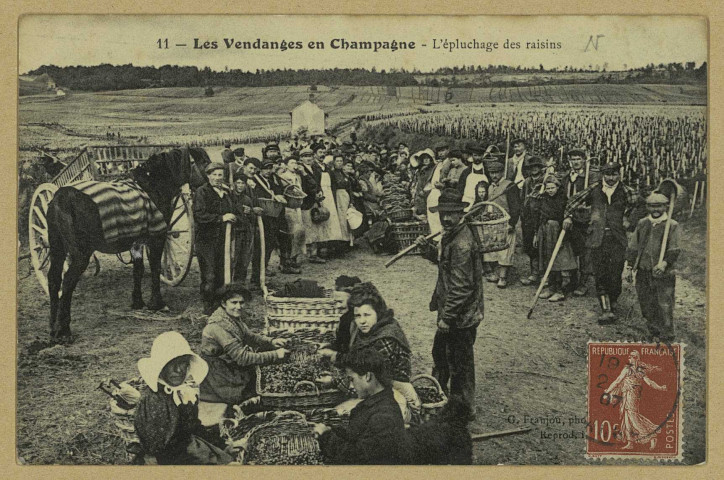 BOUZY. 11-Les Vendanges en Champagne-L'épluchage des raisins / G. Franjon, photographe à Ay.