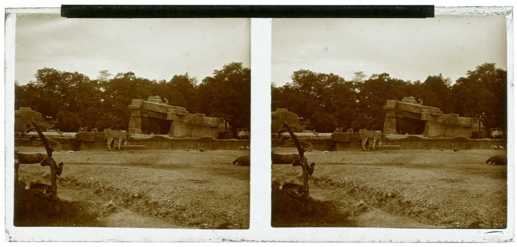 Exposition coloniale 1931 . Zoo : enclos des antilopes.