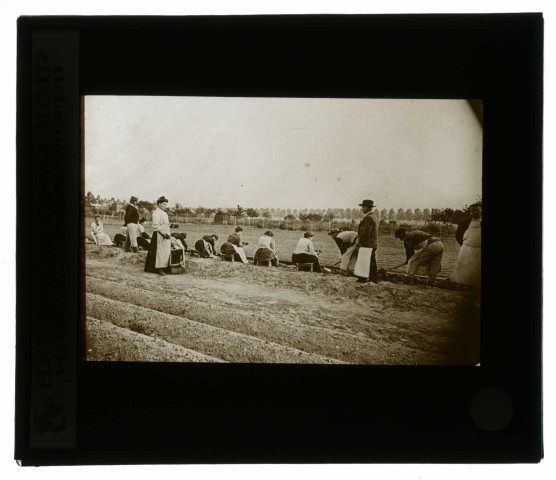 Les vins de Champagne. Plantation en pépinière des greffes.