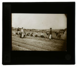 Les vins de Champagne. Plantation en pépinière des greffes.