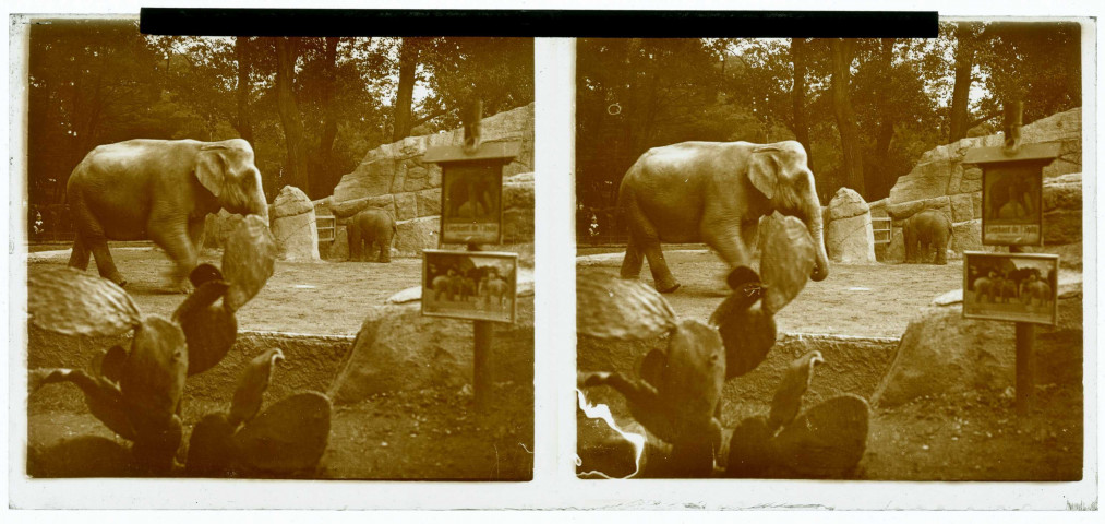 Exposition coloniale 1931. Zoo : enclos des éléphants.