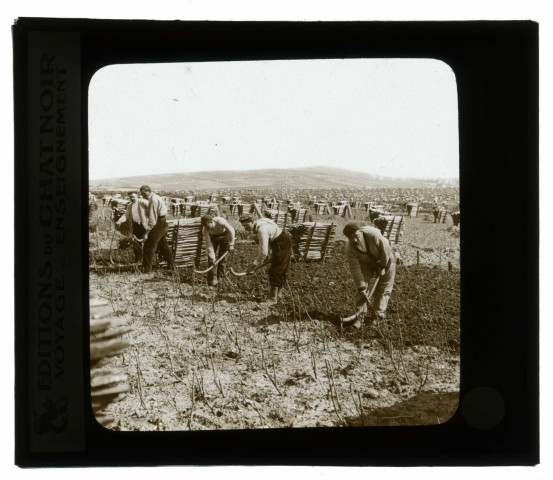 La culture de la vigne en Champagne. Le bêchage.
