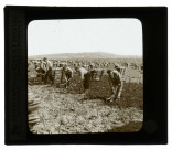 La culture de la vigne en Champagne. Le bêchage.