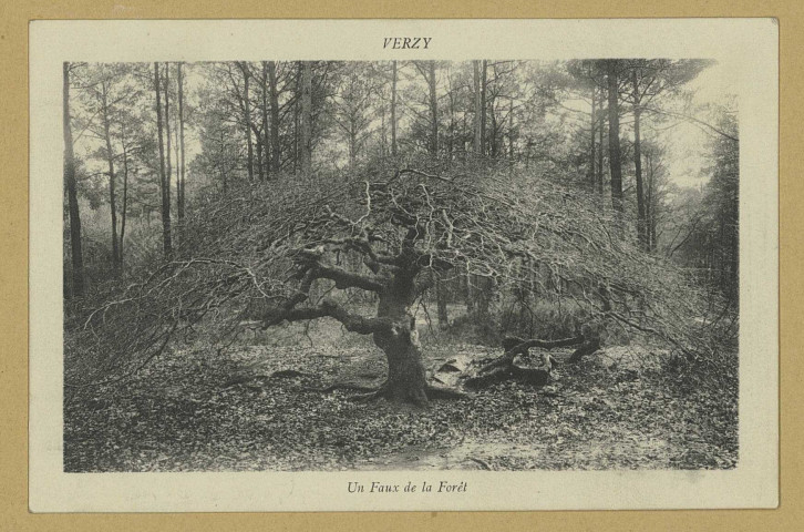 VERZY. Un Faux de la Forêt / E. Mulot, photographe à Reims.
Édition Melle Quenardel.Sans date