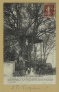 TINQUEUX. Environ de Reims. Robinson, construit en 1906 dans le jardin magnifique Orme séculaire du jardin de plaisance de M. Jannot-Lambert. Sa plate-forme qui peut contenir 30 personnes est le rendez-vous des amateurs de pittoresque et d'original / Cliché V. Courteux, photographe.