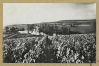 CHÂLONS-EN-CHAMPAGNE. Champagne Joseph Perrier. Maison fondée en 1825. Châlons-sur-Marne. 592- Vue du vignoble.