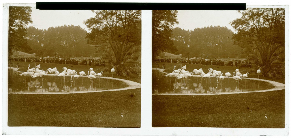 Exposition coloniale 1931 . Zoo : enclos des flamands roses.