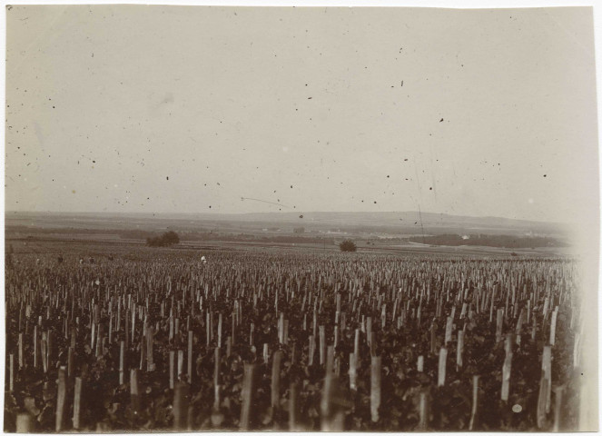 RILLY-LA-MONTAGNE. Vue du vignoble
