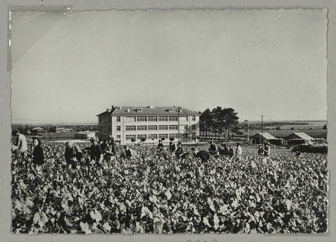 REIMS. G.H. Mumm et Co, Sté vinicole de Champagne Succ. Le Vendangeoir des Briquettes. Gathering of the Grapes.
ReimsG. Chevallier, éd.Sans date