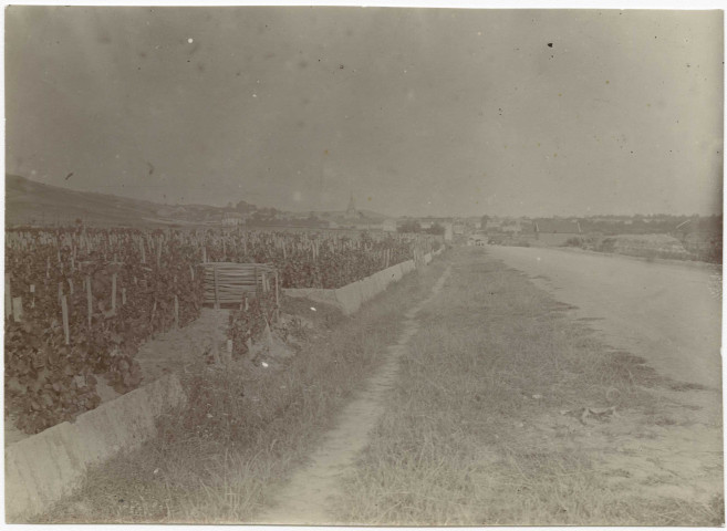 AY. Vue du vignoble