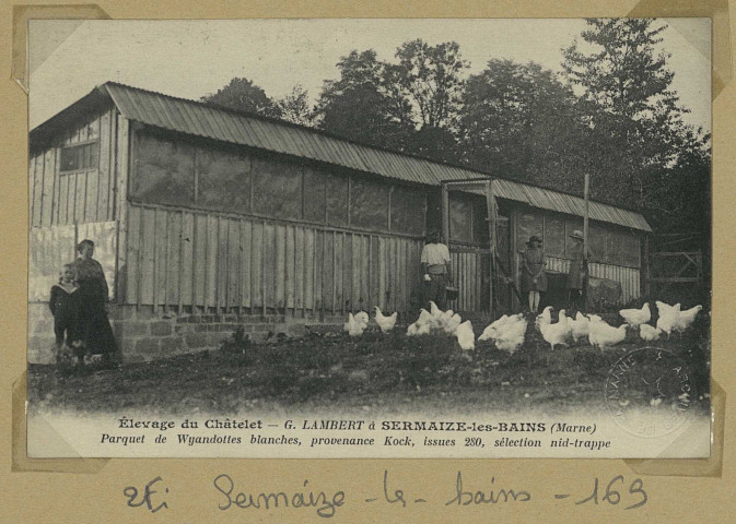 SERMAIZE-LES-BAINS. Élevage du Châtelet G. Lambert à Sermaize-les-Bains (Marne). Parquet de Wyandottes blanches, provenance Kock, issues 280, sélection nid-trappe.